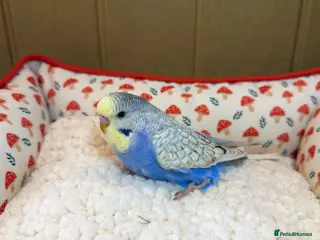 Budgerigars birds Gorgeous Budgies for Sale! - Advert 8