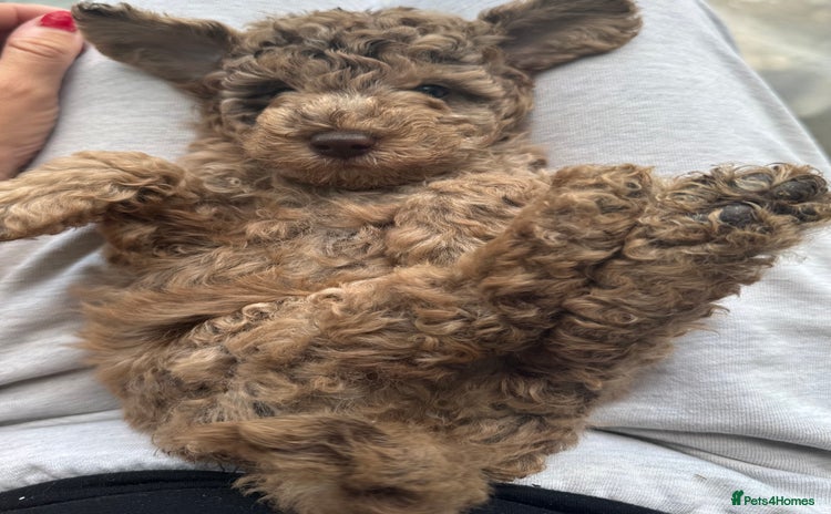 Miniature Poodle dogs - Advert 4