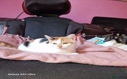 Mixed Breed cats for sale: Kitten - Image 6