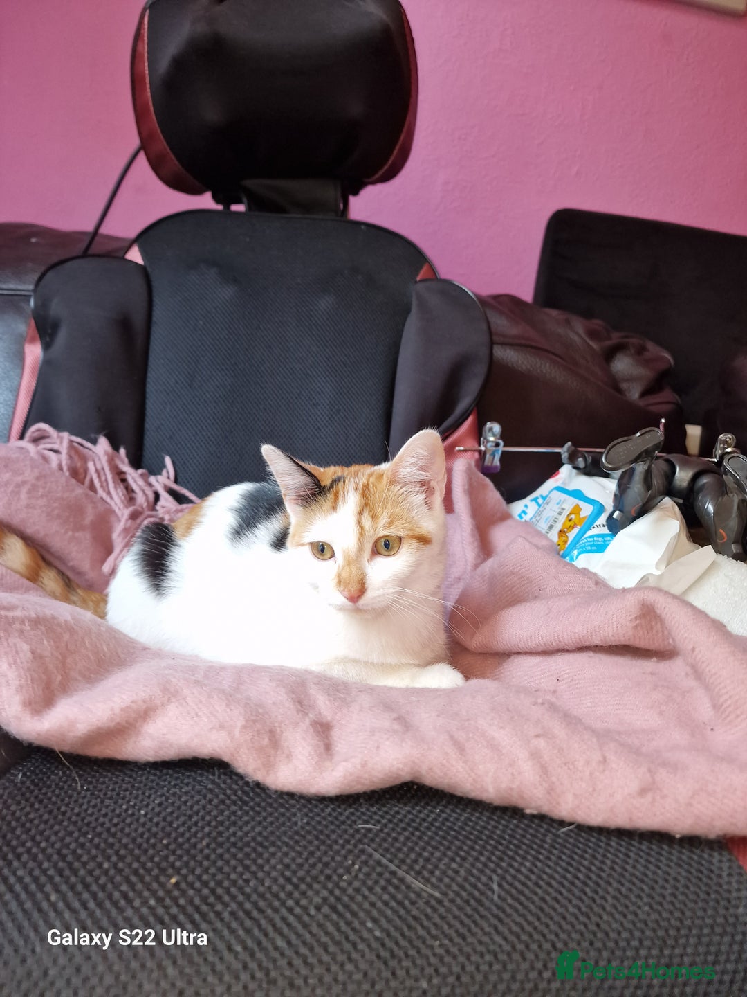 Mixed Breed cats for sale: Kitten - Image 6