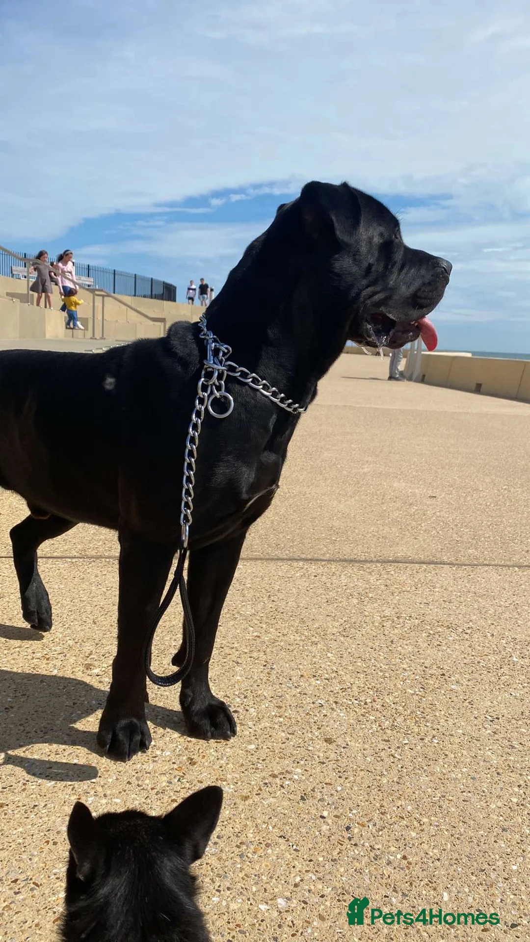 Mixed Breed dogs for sale: Here we I have my three-year-old cane corso Flynn in Southsea - Advert 5
