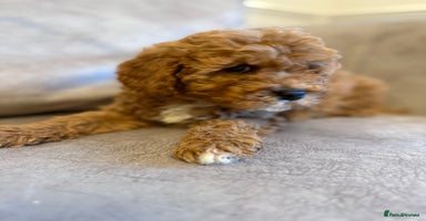 Cavapoo dogs - Advert 4