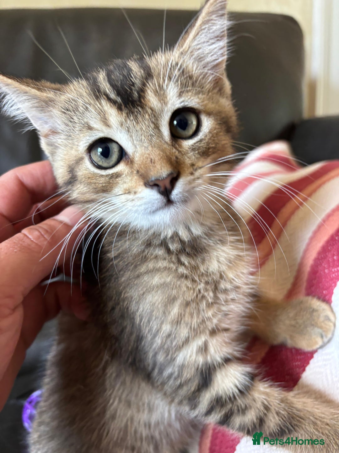 Mixed Breed cats for sale: 12 kittens 3 litters ready to reserve in St Albans - Image 21
