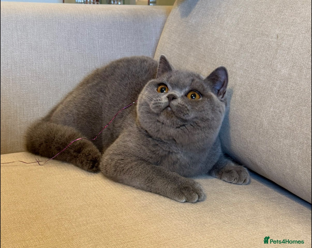 British Shorthair cats Blue girl  - Advert 11