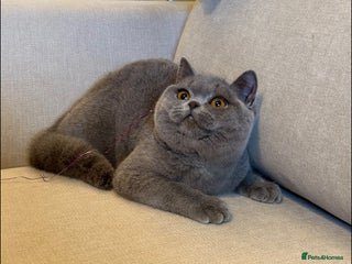 British Shorthair cats Blue girl - Advert 6