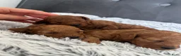 Toy Poodle dogs for sale: Adorable toy poodle puppies  - Advert 9