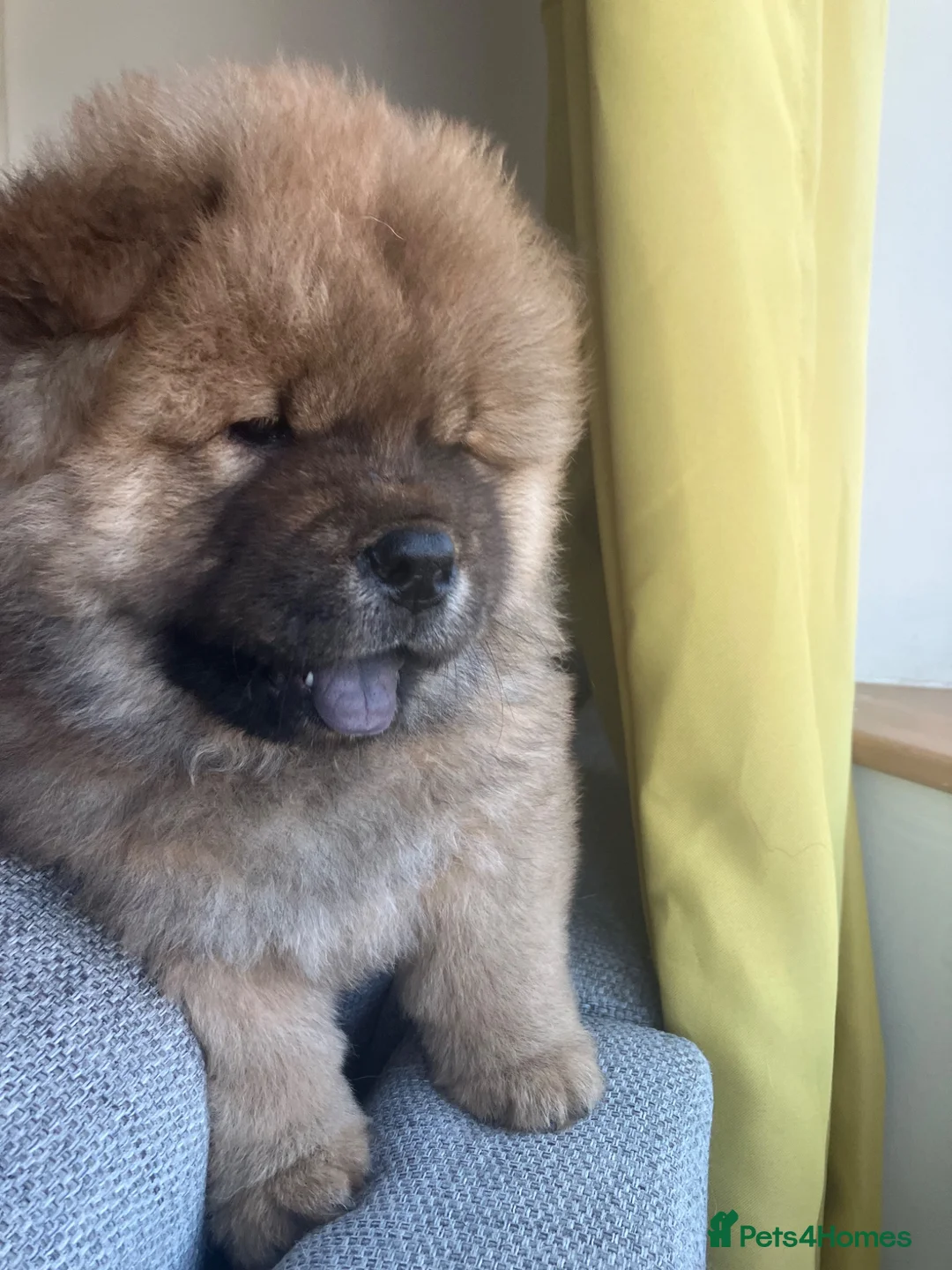 Chow Chow dogs for sale: Chow Chow puppies in Bristol - Advert 1