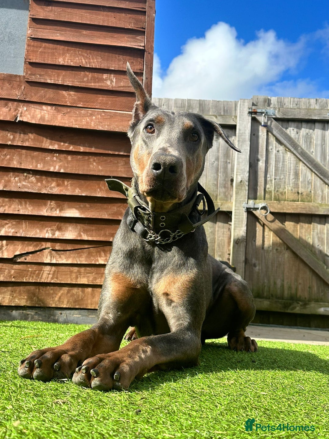 Dobermann dogs for adoption: Doberman male 4 year old.  - Advert 3