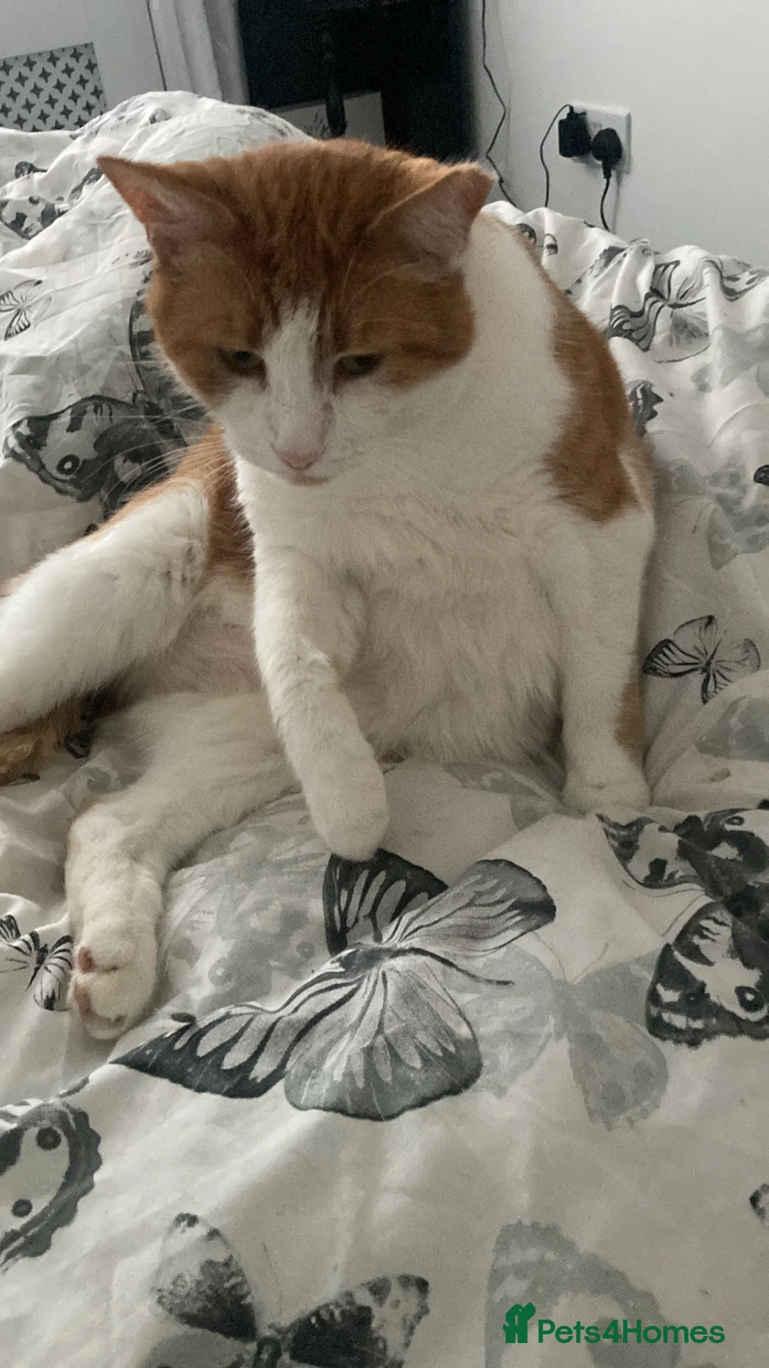 Mixed Breed cats for sale: Ginger male - Advert 2