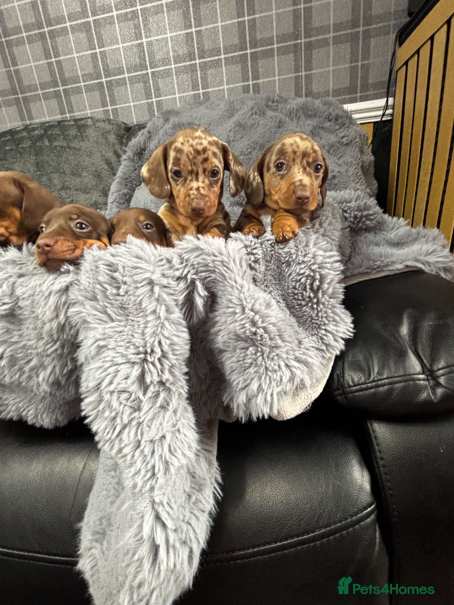 Dachshund dogs Beautiful little sausages  - Advert 2