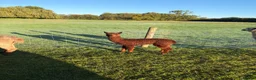 Alpaca livestock for sale: Beautiful BAS Registered Baby Alpacas For Sale! - Advert 4