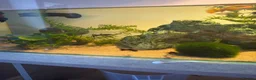 Turtle reptiles for sale: Full Turtle set up with turtle and fish included   - Advert 9