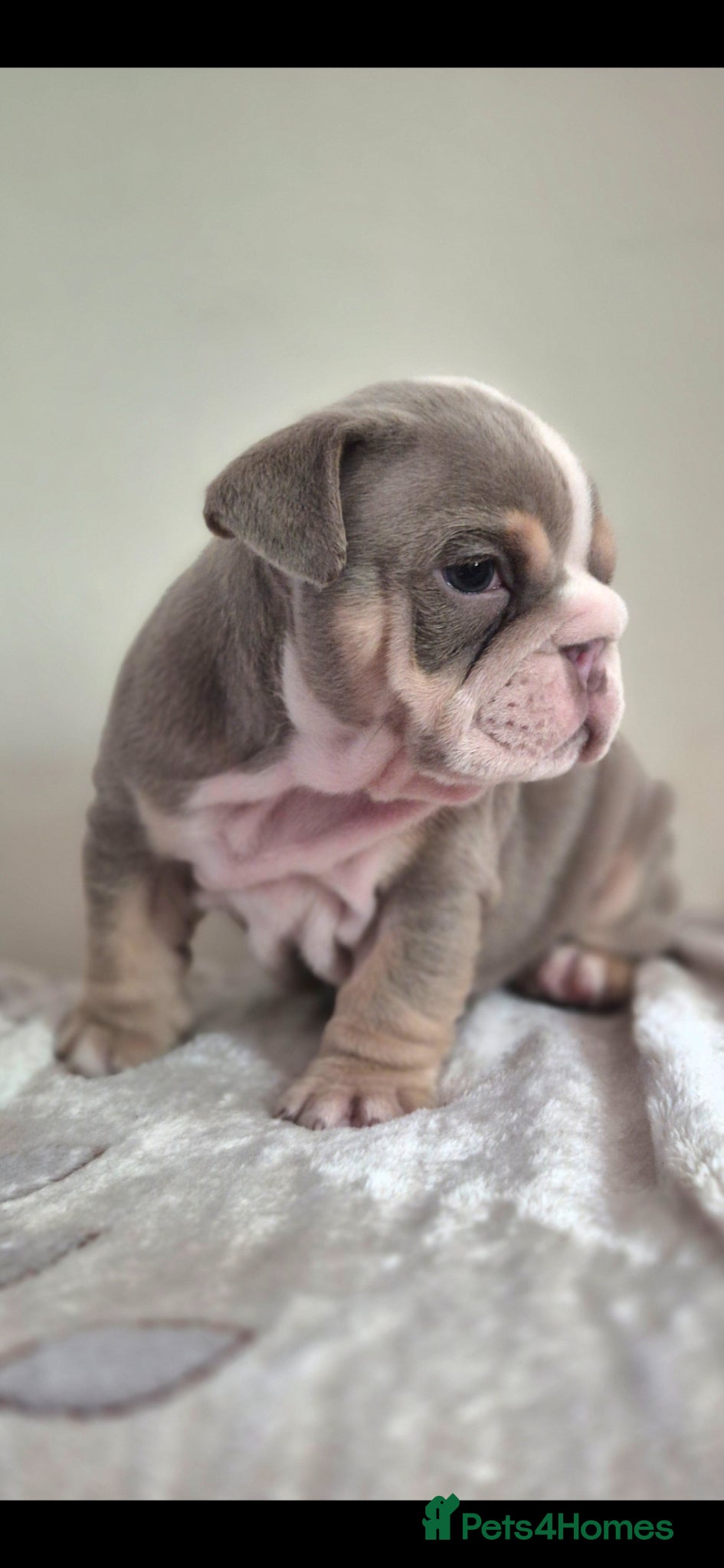 English Bulldog dogs Stunning Lilac Bulldogs - Advert 1