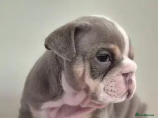English Bulldog dogs Stunning Lilac Bulldogs - Advert 1