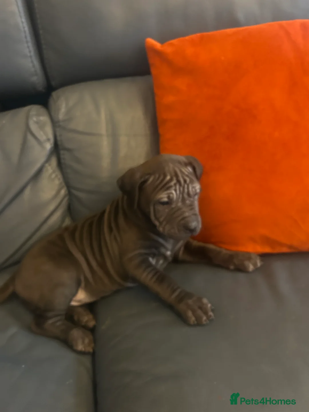 Mixed Breed dogs for sale: Shapei x pocket bully ready now  - Advert 7