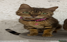 Bengal cats for sale: Male bengal kitten  - Image 11