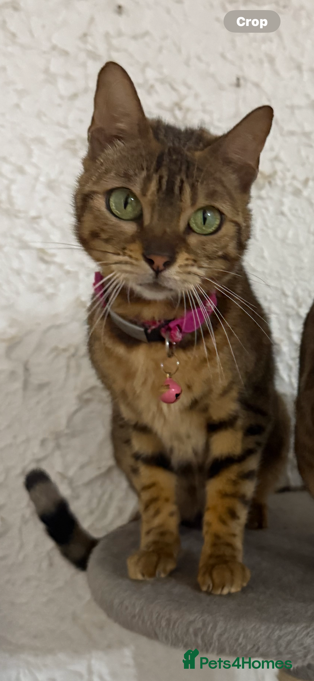 Bengal cats for sale: Male bengal kitten  - Image 11