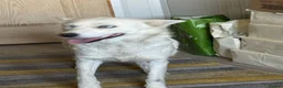 Mixed Breed dogs for adoption: Sweet Rita Needs Love  - Advert 14
