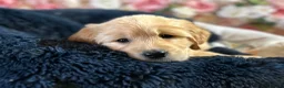 Golden Retriever dogs for sale: OUTSTANDING KC REG GOLDEN RETRIEVER PUPPIES  in Wisbech - Advert 30