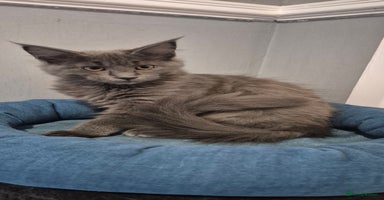 Maine Coon cats - Advert 11