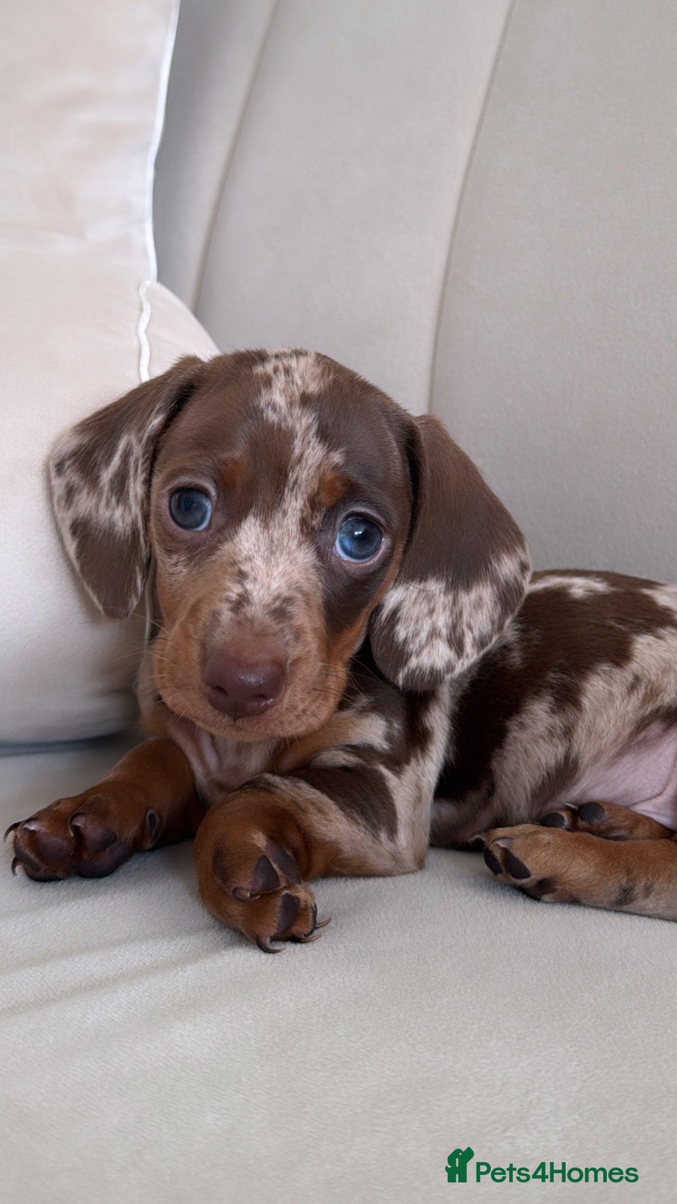 Miniature Dachshund dogs Male dapple miniature Dachshund  - Advert 4