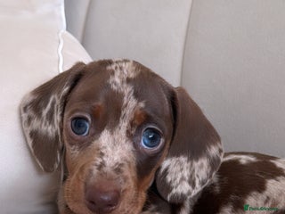 Miniature Dachshund dogs Male dapple miniature Dachshund - Advert 13