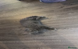 British Longhair cats for sale: British long hair x short hair  - Image 8