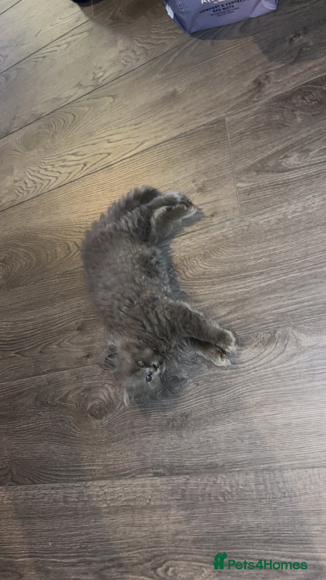 British Longhair cats for sale: British long hair x short hair  - Image 8
