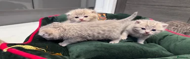 Scottish Fold 3