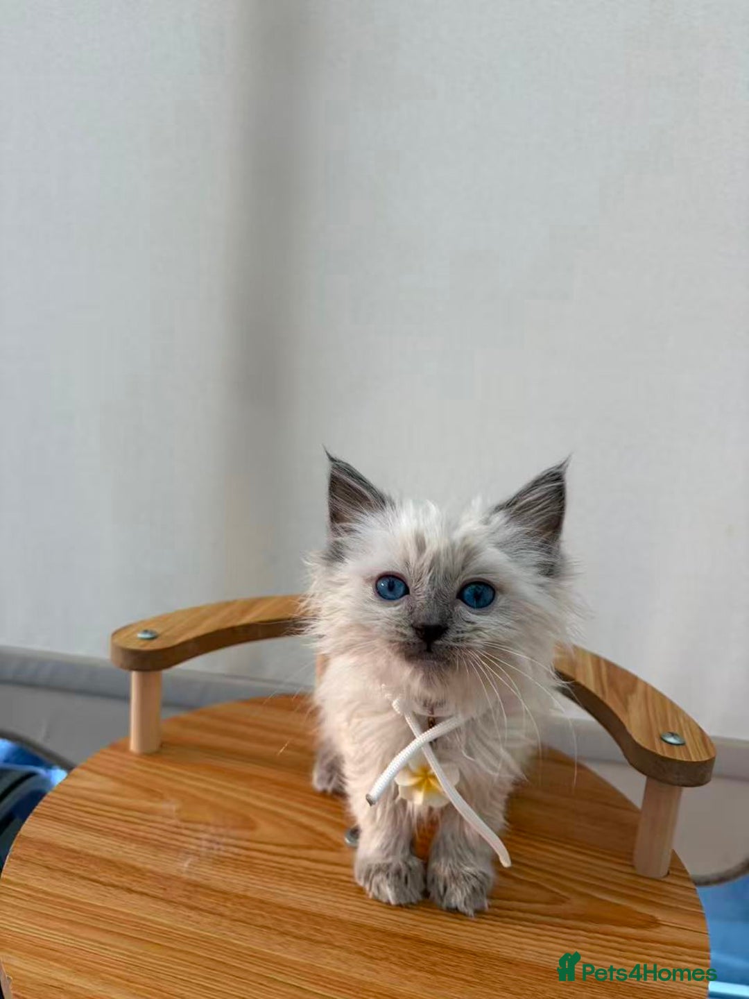 Ragdoll cats for sale: 8 purebred Ragdoll cats - Advert 20