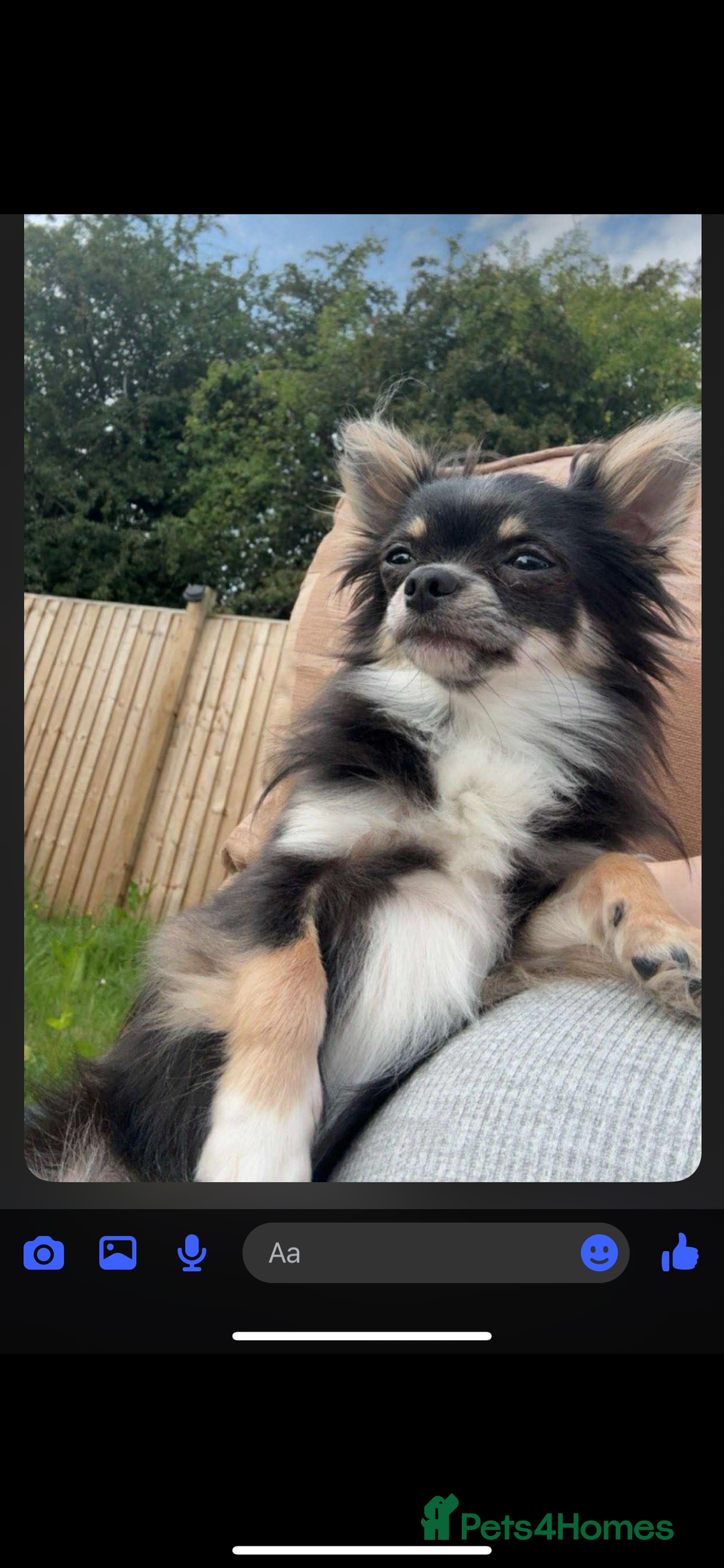 Chihuahua dogs for sale: 2 chihuahua Puppys  - Advert 4