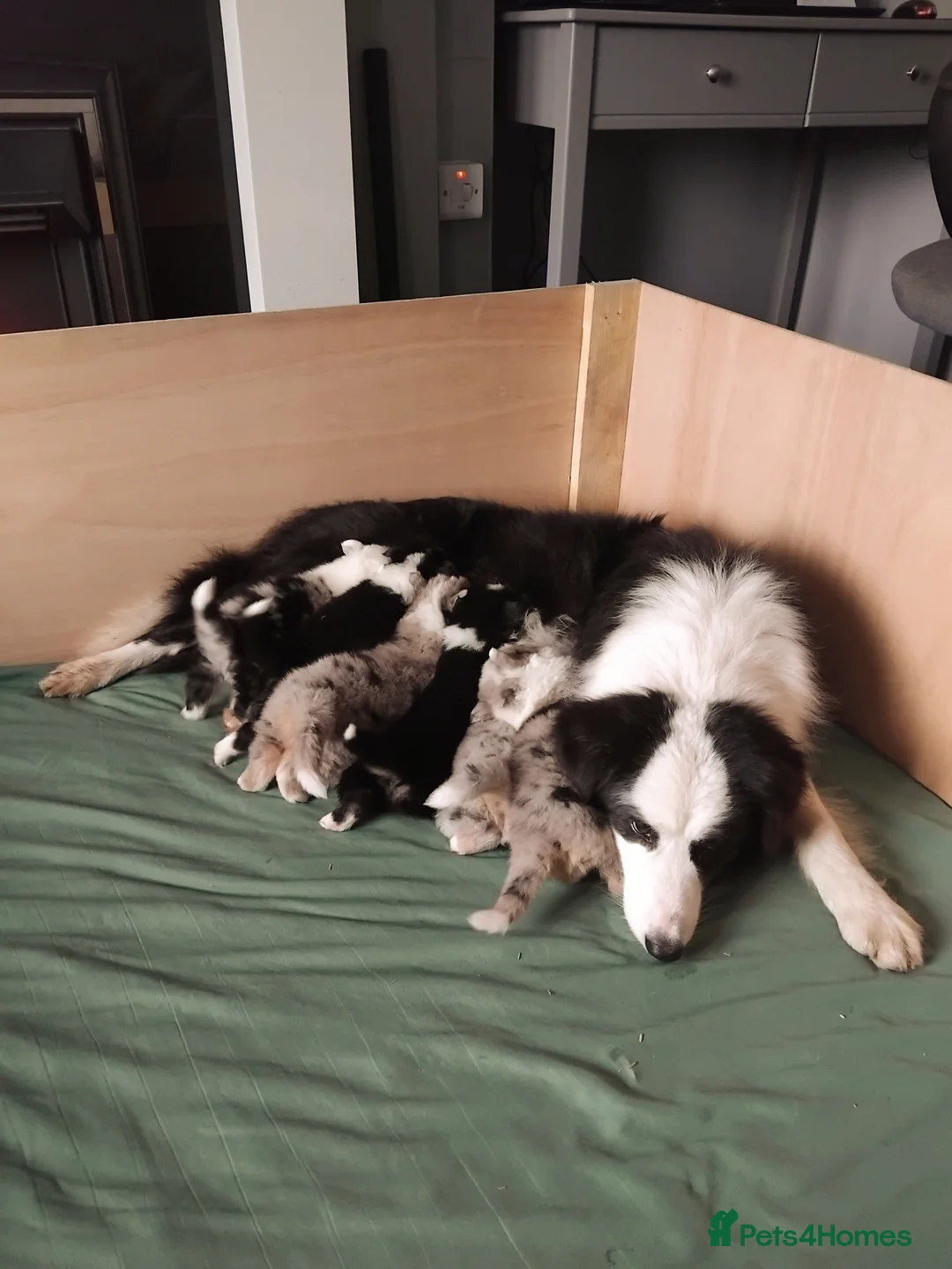 Border Collie dogs for sale: BORDER COLLIE PUPS - Advert 1