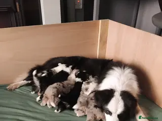 Border Collie dogs BORDER COLLIE PUPS - Advert 6