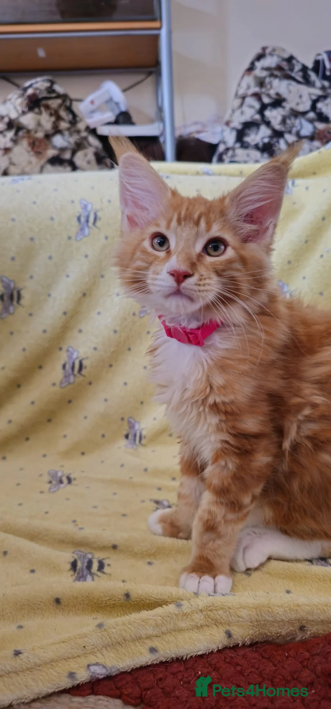 Maine Coon cats for sale: TICA reg Maine coons - Advert 2