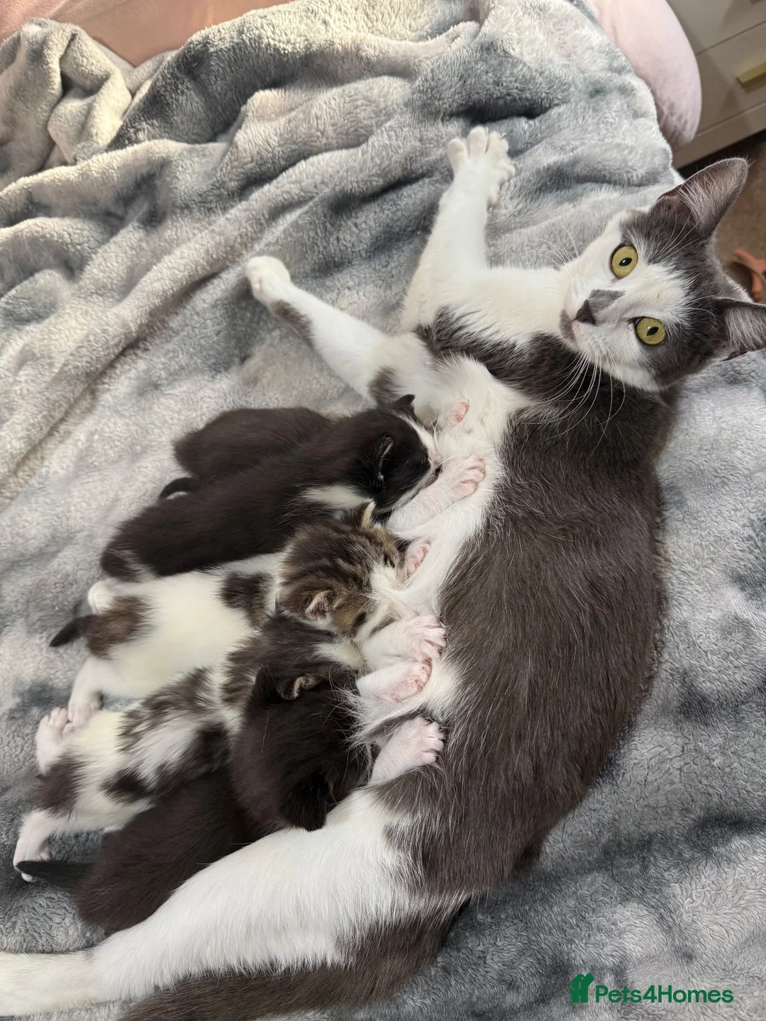 Domestic Shorthair cats for sale: 🩷🩵 5 Beautiful Kittens 🩷🩵 - Advert 5