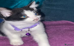 Mixed Breed cats for sale: Fabulous fun , fluffy and  happy kittens  - Image 7