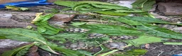 Tortoise reptiles for sale: Marginated tortoise hatchlings, 2026, for sale  - Advert 3