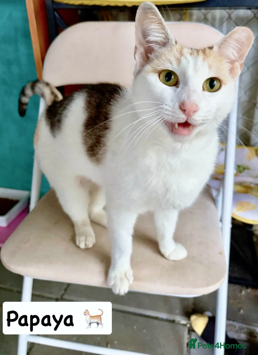 Mixed Breed cats for adoption: 🐱🍊 Meet Papaya – she's one in a melon! in Edinburgh - Advert 2