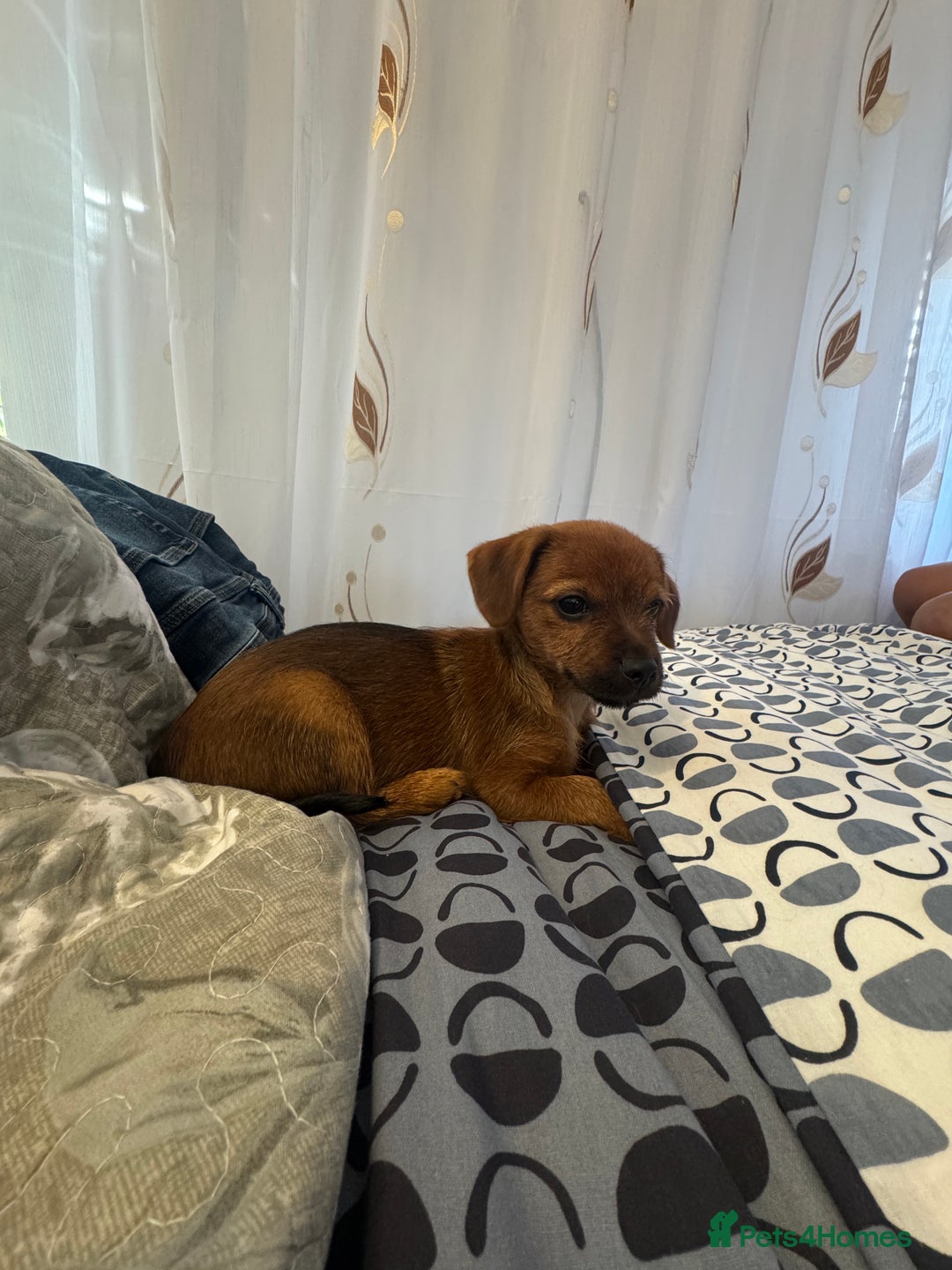 Yorkshire Terrier dogs for sale: Puppies for sale  - Image 19