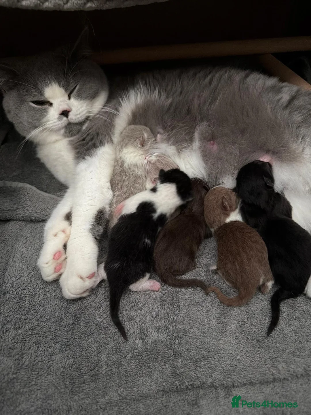 British Shorthair cats for stud:  GCCF registered STUD CHOCOLATE B blood group  in Beaconsfield - Advert 13