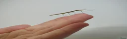 Stick Insects invertebrates for sale: Indian Stick Insects Nymphs For Sale in Burnley - Advert 4