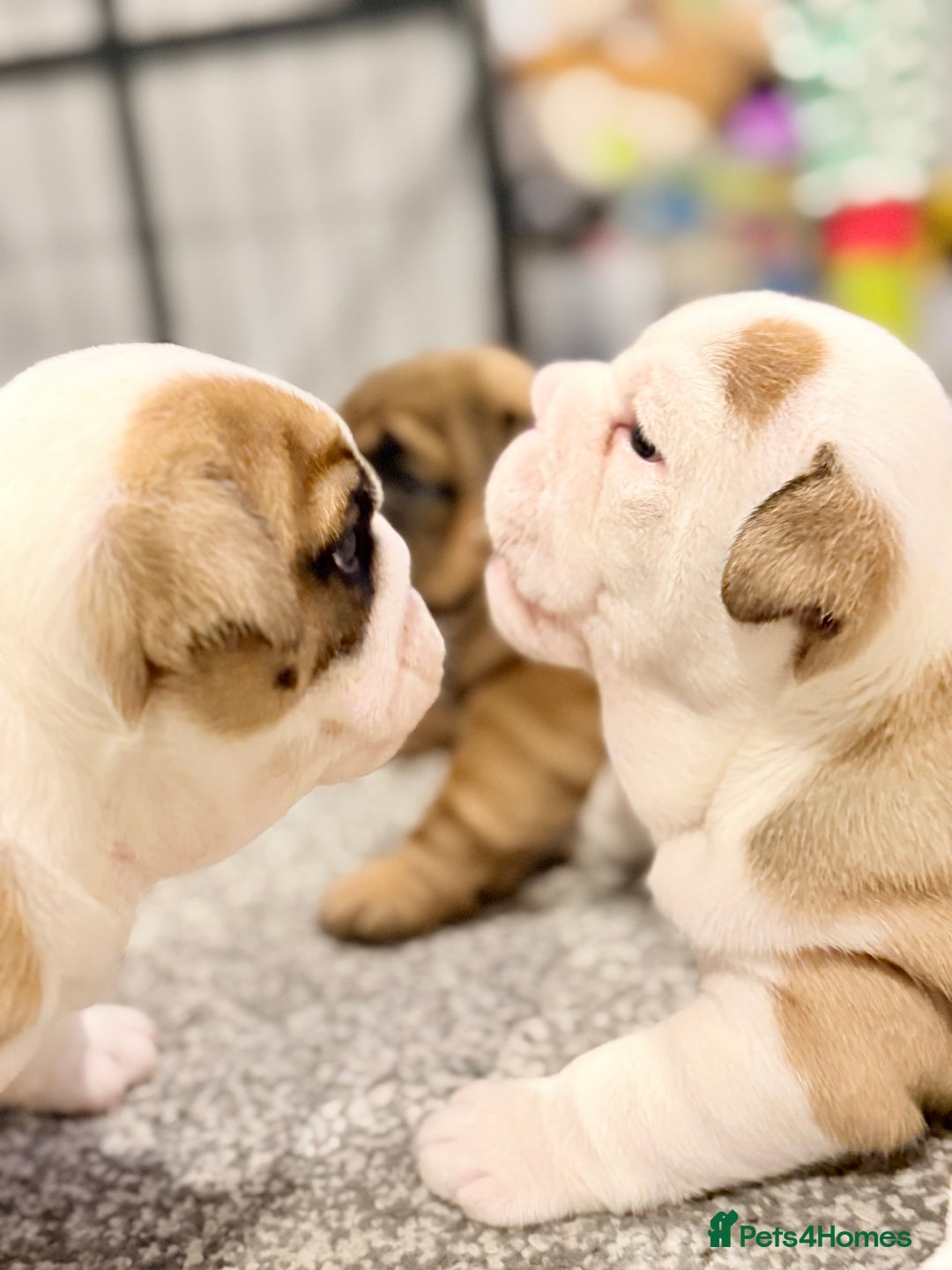 English Bulldog dogs for sale: Exceptional Show-Quality KC English Bulldog Boy - Advert 18