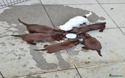 Sprocker dogs for sale: Sprockers  - Image 22