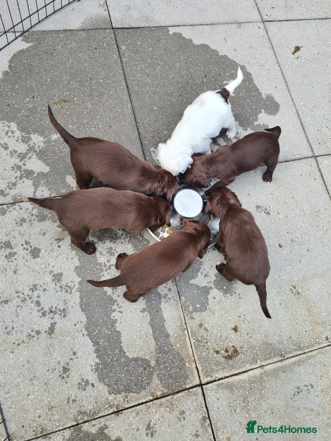 Sprocker dogs for sale: Sprockers  - Image 22