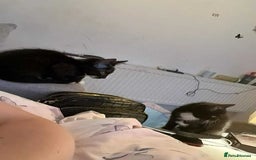 British Shorthair cats for sale: 3 cats for sale  - Advert 1