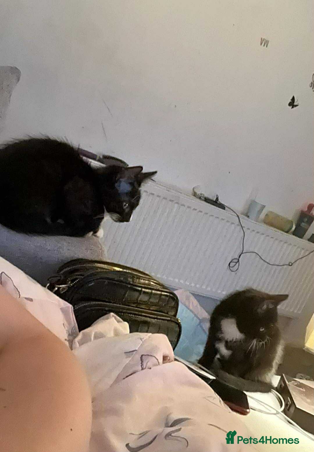 British Shorthair cats for sale: 3 cats for sale  - Advert 1