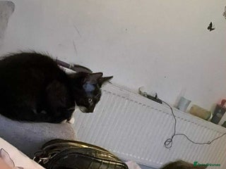 British Shorthair cats for sale: 3 cats for sale - Advert 1