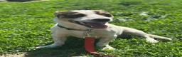Mixed Breed dogs for adoption: 💙🐶 JAZZ – HE WANTS EVERYONE TO JOIN THE FUN - Advert 14