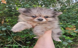 Pomeranian dogs for sale: ONLY 1 PUPPY LEFT NOW! - Image 27