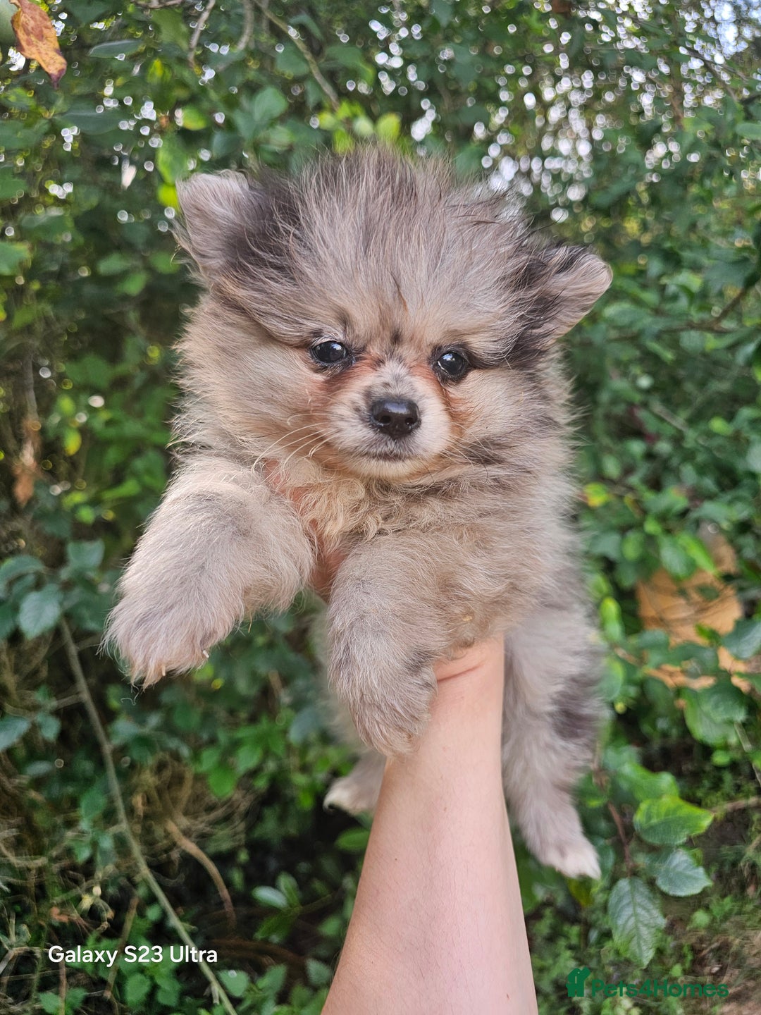 Pomeranian dogs for sale: ONLY 1 PUPPY LEFT NOW! - Image 27
